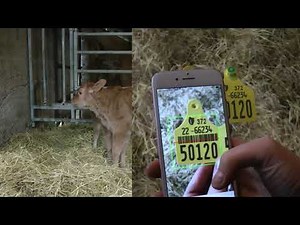 'How to' Register Calves on AgriNet HerdApp