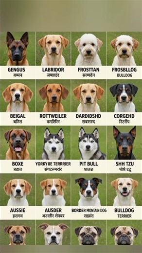 Top 30 Different Types Dogs Breeds Collection With Names #Dogs #Name #EnglishWords #Animals #Name