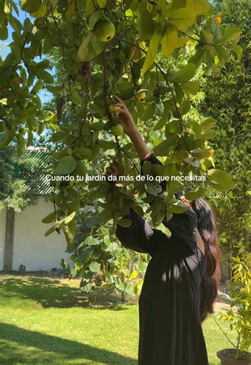 Mi árbol de guayaba fue muy generoso esta temporada así que decidimos regalar para no desperdiciar nada, aquí nadie se queda sin fruta 🌳🍋 #freefruits #gratis #guayaba #cosecha #vecinos