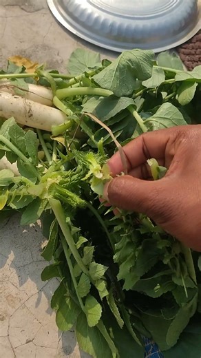 Methods for growing high-quality mustard greens #dailydoseab #shorts