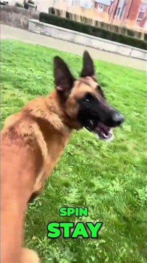 Dog Training: Master Basic Commands and Get Your Pup to Obey! #shorts