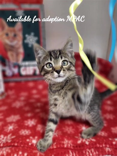 Available for adoption at the Marshall Pet Adoption Center! City of Marshall Pet Adoption Center #adoptdontshop #adoptashelterpet #catsofinstagram | Friends of Marshall Animals