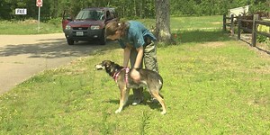 How to keep dogs safe and calm during fireworks