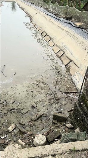 Nền đáy ao nuôi ốc có cần xử lý gì không? #hieuthuysan #ocbuouden #ocnhoi