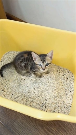 Would you use milk tofu cat litter for your 🐱?
