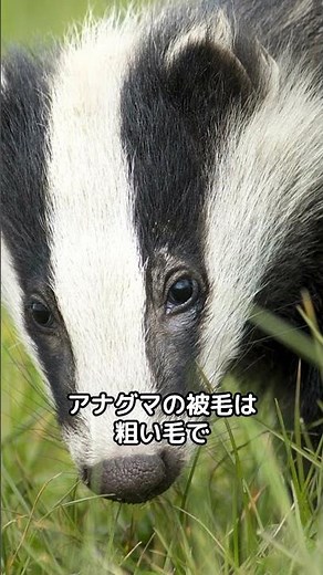 【アナグマ】秘密を探ろう！驚きの生態と社会性を解説