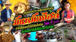 สุดยอดอาหารสัตว์ลดต้นทุน มันหมักยีสต์ ทำไว้ใช้เองได้ด้วยต้นทุน โลละ 1 บาท ขอขอบคุณ รศ.ดร.สิทธิศักดิ์ คำผา คุณสุรชัย พรหมประดิษฐ์ (คุณเอ) #มันหมักยีสต์ #อาหารลดต้นทุน | ทุ่งกุลา channel