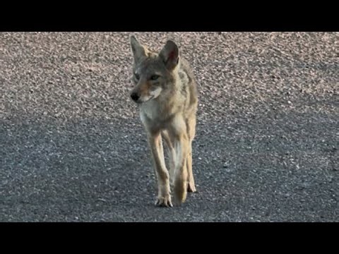 Coyote Spotted in Cades Cove 🐺 | Great Smoky Mountains Wildlife Encounter