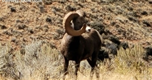 Bighorn sheep sports unique horns