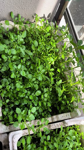 Growing Watercress: A Guide to Gardening this Versatile Vegetable