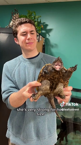 The snapping turtle is my favorite even tho im a little scared of her. @Tanner Serpa is a legend and the reason so many of us make vivariums, terrariums and aqauariums #reptile #amphibian #fish