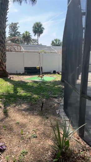 Tetherball time #funny #dog #funnydogs #sports #spring #bostonterrier #pool #party #fyp ￼