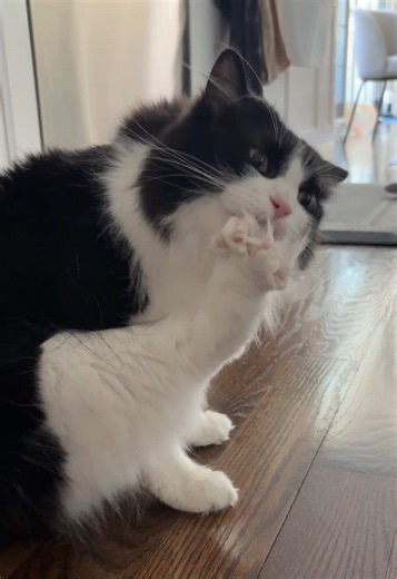 Self-Care Tips for Cat Owners: Pampering Your Feline