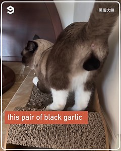 1.1M views · 8.4K reactions | Siamese cat's balls get darker during winter. | 9GAG TV | Facebook