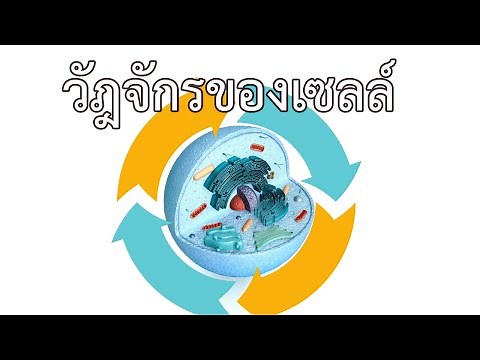 วัฏจักรของเซลล์ - cell cycle