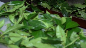 13K views · 165 reactions | Matcha is made by finely grinding up tencha leaves.  We got to experience this entire process from start to finish first hand during the 1st harvest of the year. | Tiesta Tea | Facebook