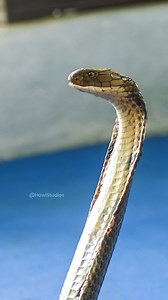 King Cobra indoor hissing and gazing #snake #kingcobra #cobra #king #hiss #nature #wildlife HA67291 | HAWI Studios