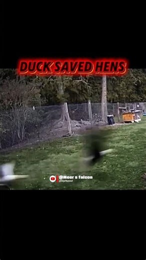 eagle vs Hens #trendingshorts #birds #eagleattack #hen