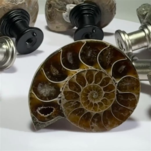 Large Fossil Ammonite Cabinet Knob | Rock Decor, Choice of Base - Black or Brushed Nickel - Etsy