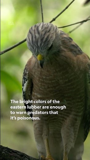 Meet the eastern lubber, the largest grasshopper in the US 🦗 #NationalParksUSA