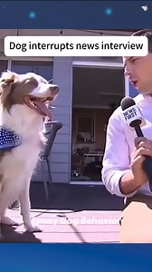 3.1M views · 116K reactions | Hot News 藍來 浪藍瑩 藍 來藍藍 #dog #dogsofinstagram #dogs #puppy #doglover #dogstagram #dogoftheday #doglife #instadog #doglovers #love #pet #puppylove #cute #puppiesofinstagram #pets #puppies #instagram #dogsofinsta #doggo #cat #dogphotography #petsofinstagram #doglove #ilovemydog #animals #hund #petstagram #dogslife #instagood | Animals Movie | Facebook