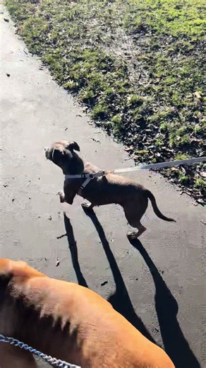 Eddy’s new best friend after today’s meet! Back home for play time! 😍🐾