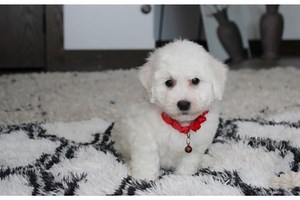 David - Bichon Frise Puppy 7F7895
