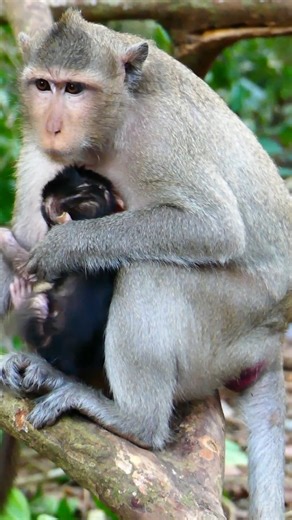🐵🌿 Jungle morning with baby monkey yawning 🥱 #MonkeyCute #DailyWildlife #BabyMonkey | Monkey Noble