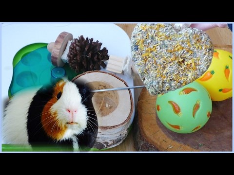 All of my Guinea Pigs' Chews & Toys