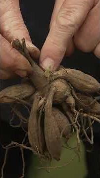 The Dahlia Planting Trick That Protects New Shoots