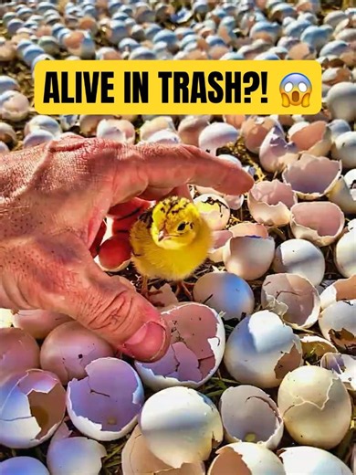Why These Baby Quails Refuse To Leave Him... 🤯❤️