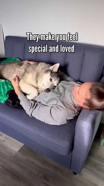 199K views · 7.4K reactions | Life is better with huskies. #siberianhusky #husky #huskies #dogs | The Half Husky Bros | Facebook