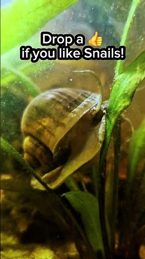 Apple Snail Gliding Peacefully in the Aquarium 🐌✨