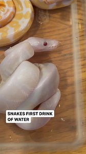 BABY SNAKES FIRST DRINK💧 #ballpython #royalpython #reptiles #reptile #reptilesofinstagram #snake #snakes #pets #pet #petsofinstagram #bloodpython #burmesepython #carpetpython #reticulatedpython #boaconstrictor #leopardgecko #crestedgecko #beardeddragon #animals #wildlife #bof #recessivegang #ballpythons #royalpythons #reels | BALLS of FURY