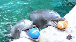 171K views · 10K reactions | The dolphins at Georgia Aquarium are flipping out because #PuppyBowl is less than a week away!  Don’t miss the cutest sporting event of the year this Sunday at 2p ET! | Animal Planet | Facebook