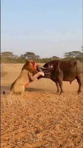 Savannah’s Fiercest Battle! 🔥 #animals #shorts