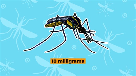 9.8K views · 169 reactions | #DidYouKnow that mosquitoes can be as large as 1.5 inches (almost 4 cm) long? 烈 Find out more below! For more information, visit our website: https://targetmalaria.org/ #WorldMosquitoDay #MosquitoMinutes #EndMalaria #Malaria | Target Malaria | Facebook