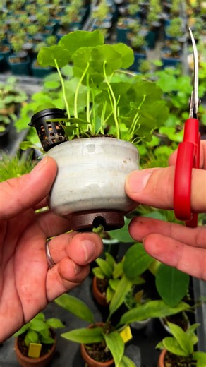 201K views · 2.1K reactions | kusamono Hydrocotyle umbellata L. @minature_c @baanbai.takuapa #รากบอนไซ #minipots #helthyplant #ต้นไม้สุขภาพดี #minimoreplants #bonsai #minibonsai #gardening #gardendesign #โมกข์แคระ #บ๊วยน้ำ #หลินซาน #กุหลาบญี่ปุ่น #แว่นแก้ว | Minature_c | Facebook