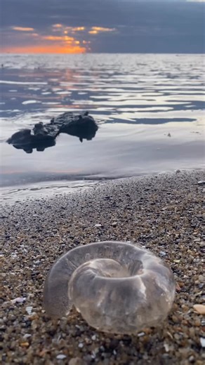 Bayside City Council on Instagram: "Seen these strange clear blobs on the beach and wondered what they are? Hint: they’re not jellyfish! 🌊 They’re actually egg sacs from moon snails (family Naticidae), a species of predatory sand snail 🐌 If you look closely, you’ll spot thousands of tiny eggs suspended in each sac. The female moon snail lays her eggs in jelly-like material, which then absorbs water and swells to 3–5 times her size. As the eggs hatch, the jelly slowly breaks down and the larvae