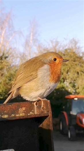 149K views · 10K reactions | #buddytherobin claiming his territory...