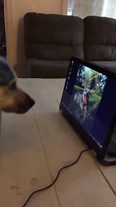 "I changed my laptop background to a picture of my other dog and he was not happy about it..." 😂 | VT
