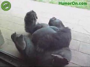 Gorilla Playing with his Ballz