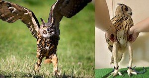 Help: I Can't Stop Looking At Pictures Of Owls And Their Abnormally Long Legs