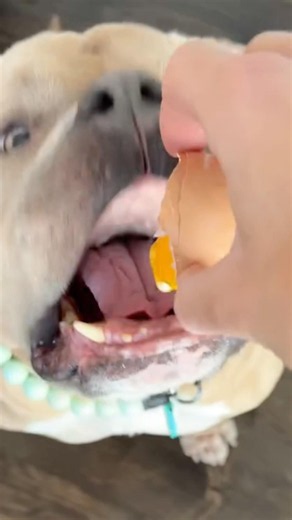 Should Dogs Eat RAW EGGS? #goodtoknow #vet #medicine #funfacts #lifehacks #educational #survival