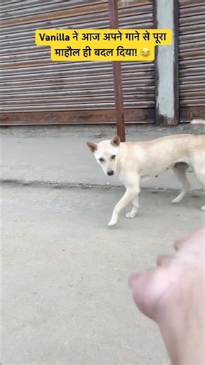 VANILLA Sings Instead of Barking! 😂 #shorts #ytshorts #funnydogs #goldenretriever #cutepet