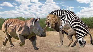 536K views · 6.1K reactions | Rare story Mongoose Fights Venomous Snakes To Save The Herd From Death Mongoose Protect Baby | Wild life Animals | Facebook