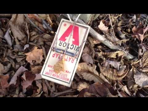 How to kill a squirrel