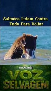 Salmões Lutam Contra Tudo Para Voltar #documentary #mundoanimal #wildliferescue #natureza #animals