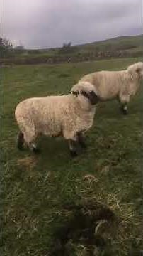 Hampshire Down Sheep