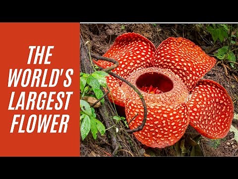 Biggest Flower in the World: Rafflesia